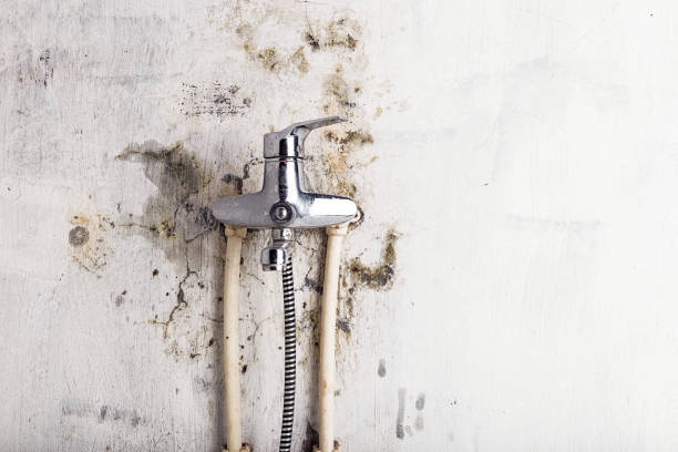 Best Commercial Mold Remediation in Pecan Plantation, TX