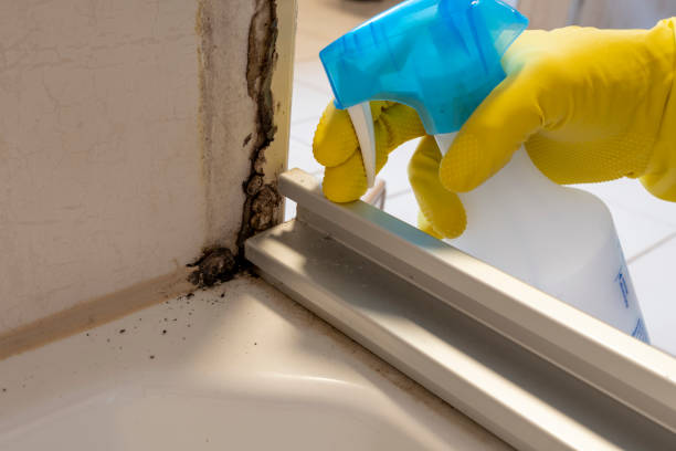 Best Black Mold Remediation in Pecan Plantation, TX