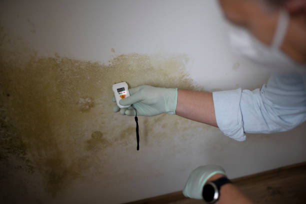 Best Post-Flood Mold Remediation in Pecan Plantation, TX
