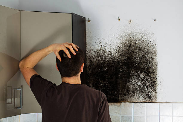  Pecan Plantation, TX Mold Removal Pros