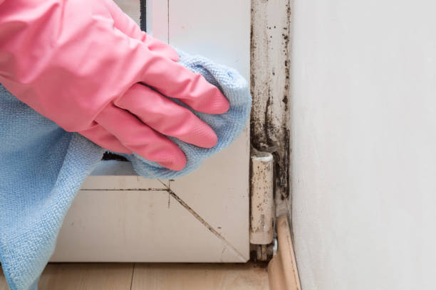 Best Attic Mold Remediation in Pecan Plantation, TX