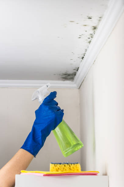 Best Attic Mold Remediation in Pecan Plantation, TX